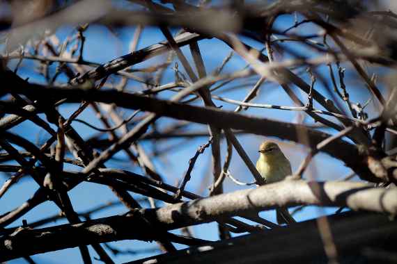 Gelbbrauen-Laubsänger (Phylloscopus inornatus)