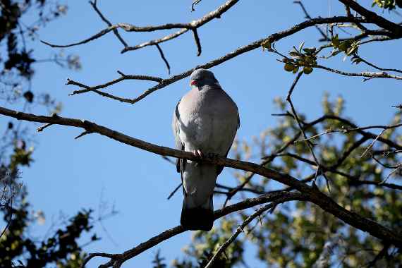 Ringeltaube (Columba palumbus)