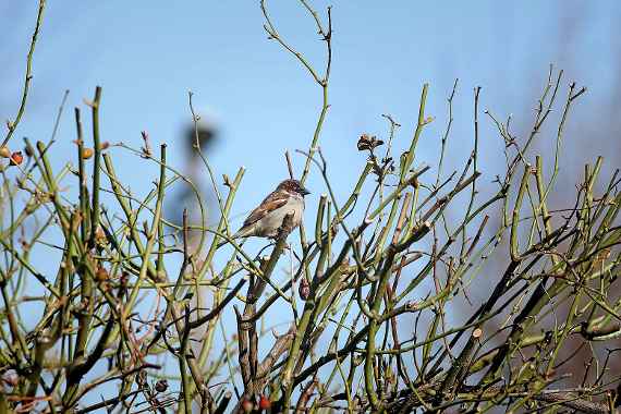 Haussperling (Passer domesticus)