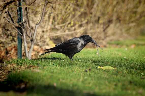Nebelkrähe (Corvus cornix)