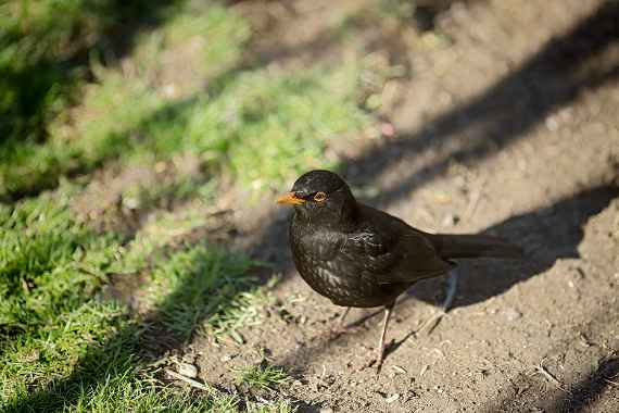Amsel (Turdus merula)