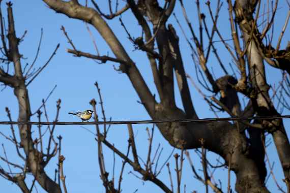 Kohlmeise (Parus major)
