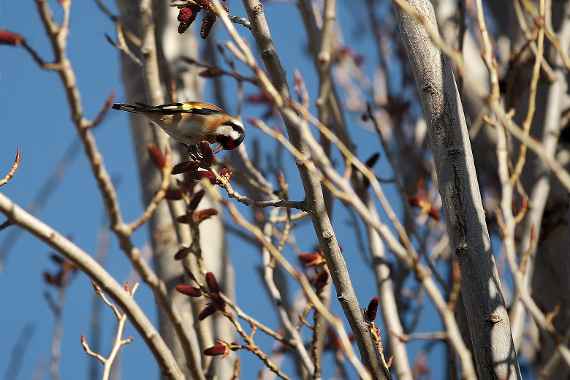Stieglitz (Carduelis carduelis)
