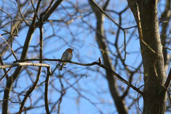 Rotkehlchen (Erithacus rubecula)