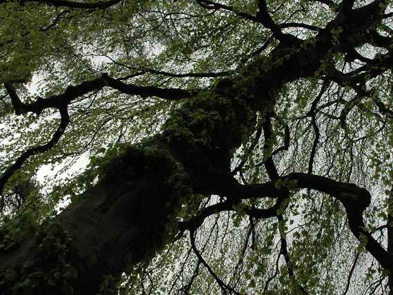 Hängerotbuche im Hofgarten Innsbruck