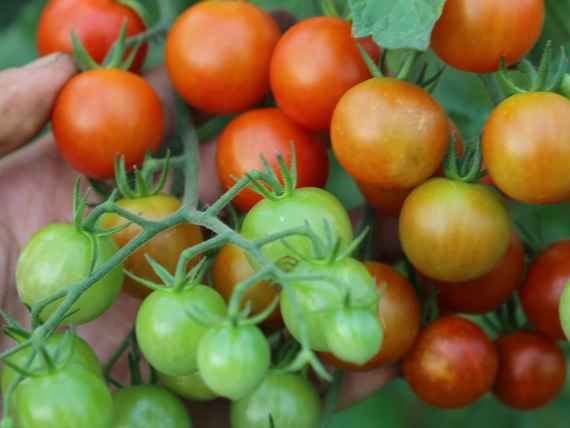 Tomaten im Eigenanbau