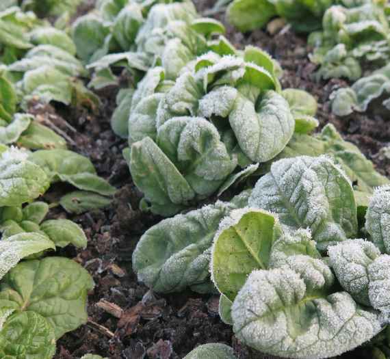 Blätter mit Raureif