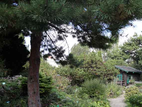 Alpengarten im Belvedere