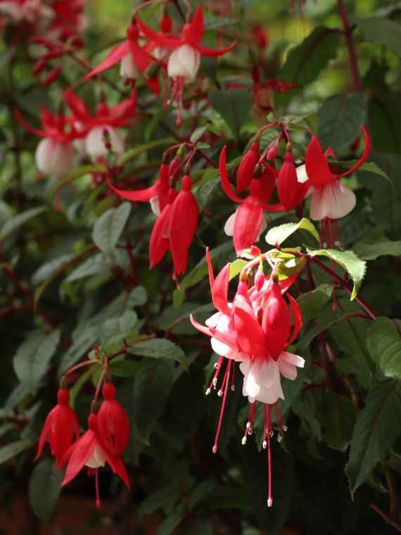 Fuchsien im Glashaus der HBLFA