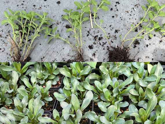 Staudenvermehrung Staudenvermehrung