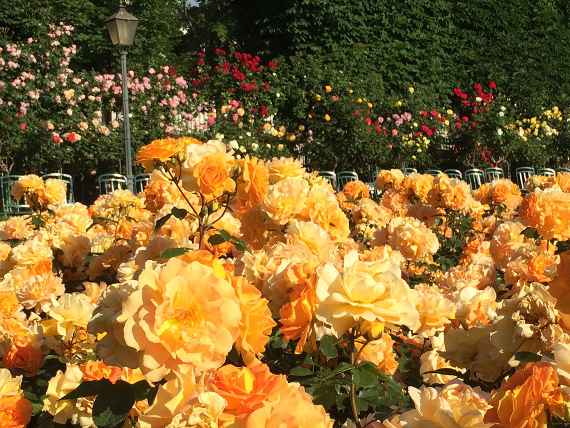Rosenpracht im Wiener Volksgarten