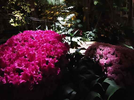 Blütenpracht bei Nacht im Großen Palmenhaus Schönbrunn
