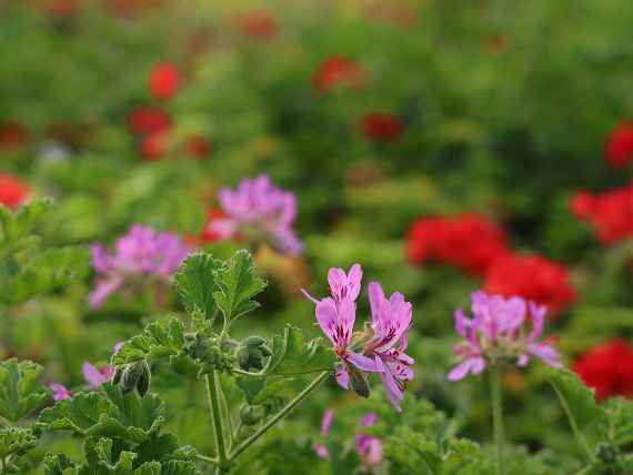 Duftpelargonie