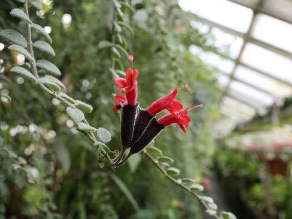 Botanische Sammlung