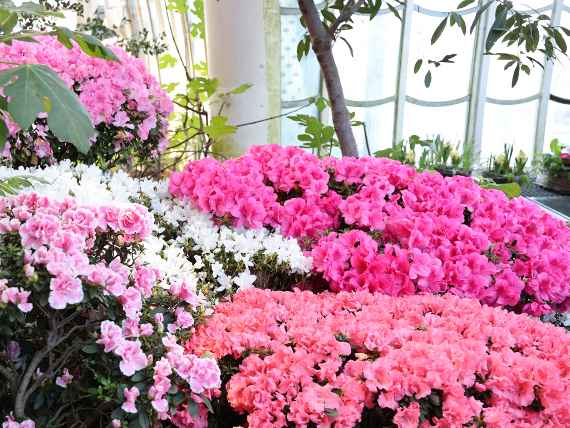 Azaleenausstellung im Großen Palmenhaus Schönbrunn