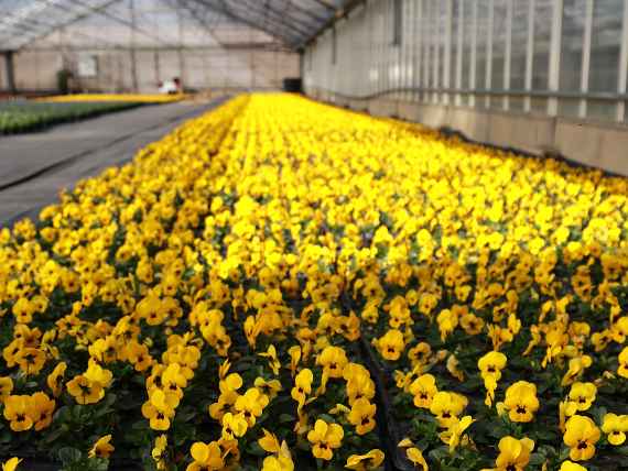 Violen im Feldgarten