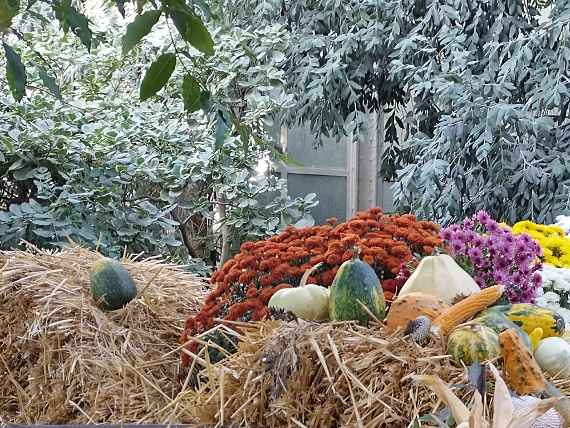 Sonderausstellung: Herbst im Großen Palmenhaus