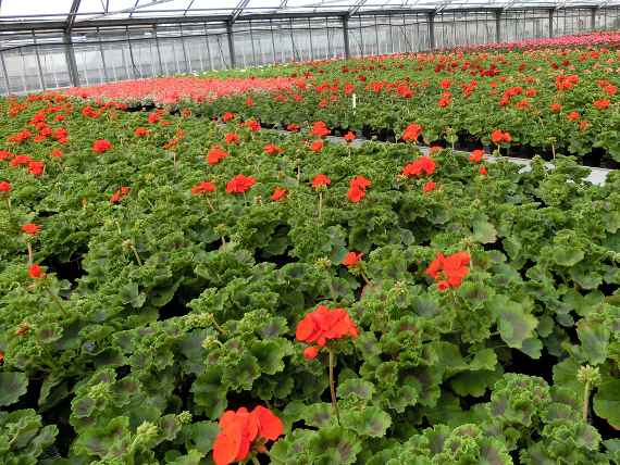 Sommerblumenproduktion