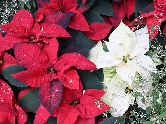 Sternenzauber im Palmenhaus