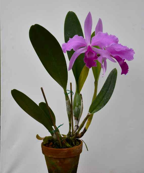 zu sehen ist eine Orchidee mit grünen Blättern und einer lila Blüte in einem Tontopf