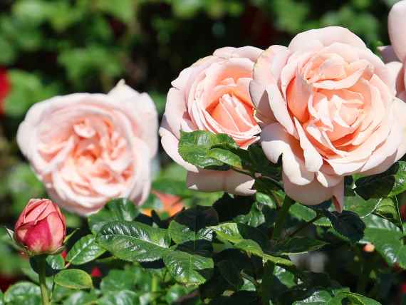 Rosen im Volksgarten