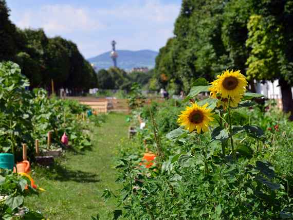 Urban Gardening