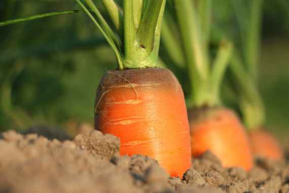 saftige Karotte im Erdreich