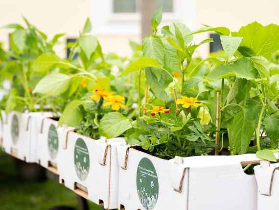 Starterpaket der HBLFA für Gartenbau und Österreichische Bundesgärten