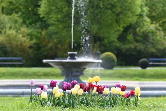 Tulpen im Palmenhausgarten
