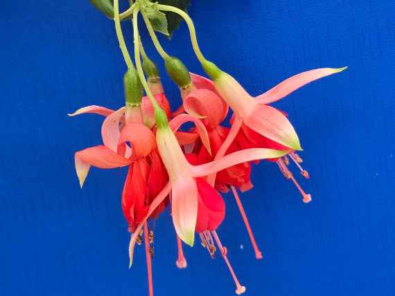 Fuchsienblüte zur Bewertung