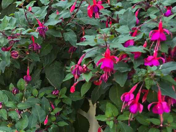 Blühende Fuchsien