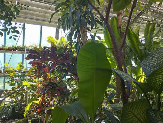 Palmenhaus in Innsbruck