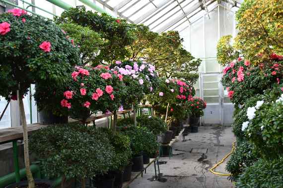 zu sehen sind große Strächer in Trögen die in den Farben weiß und rosa blühen