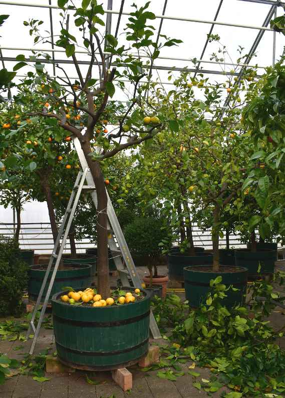 Zu sehen sind Zitronenbäume in einem Glashaus mit Früchten an den Ästen. Dazwischen steht eine Stehleiter.