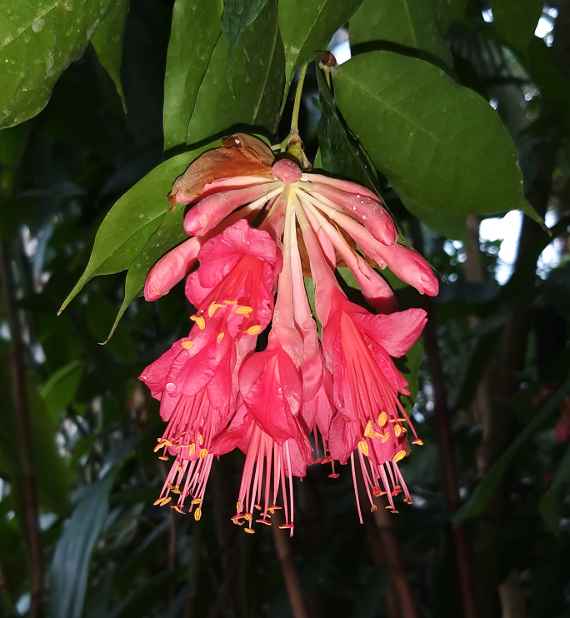 zu sehen ist eine rote , längliche Blüte