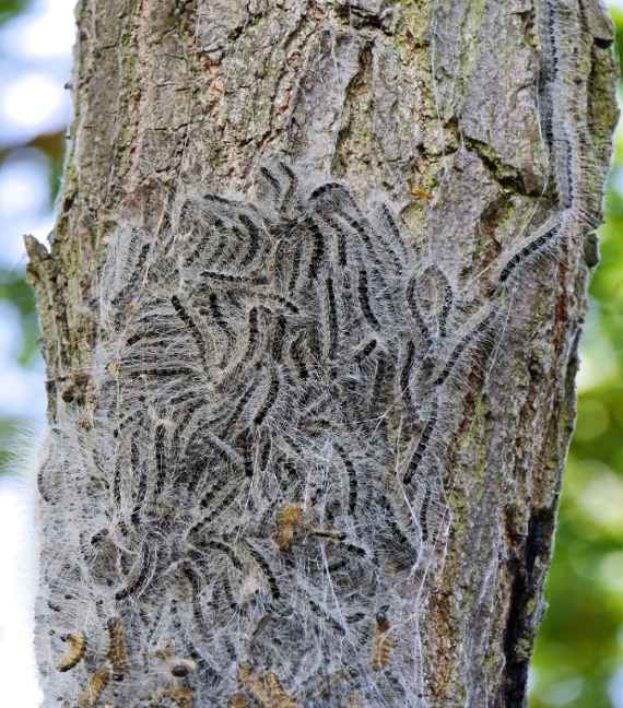 zu sehen ist ein Baumstamm, an dem sich ein Nest von haarigen Raupen befindet