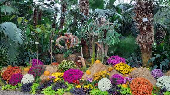 Zu sehen sind Chrysanthemen in den Farben violett, gelb und orange, im Hintergrund sind Palmen