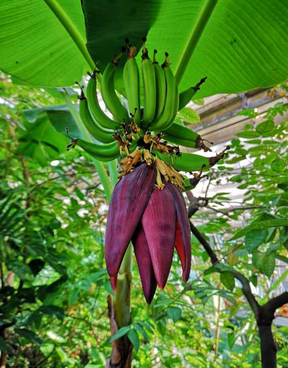 zu sehen ist ein großes grünes Bananenblatt, darunter befindet sich eine Bananenblüte mit Früchten und lila Blütenblättern