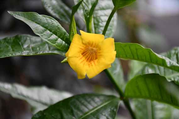 zu sehen ist eine gelbe, trompetenförmige Blüte