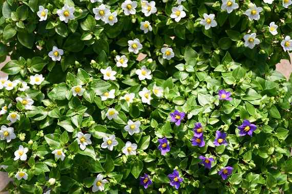zu sehen sind Pflanzen mit kleinen weißen und violetten Blüten
