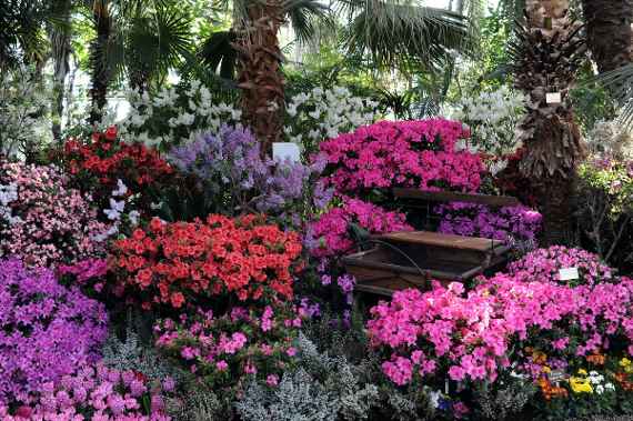 zu sehen sind Azaleensträucher in den Farben lila, rosa und orange in einem Beet im Schönbrunner Palmenhaus