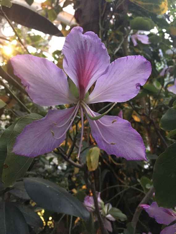 zu sehen ist eine große lila Blüte auf einem Baum, dahinter grüne Blätter