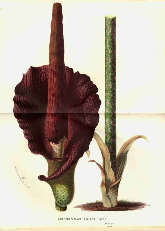 Amorphophallus konjac Bot. Illustration