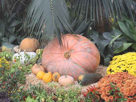 Herbststimmung im Palmenhaus Herbststimmung Palmenhaus