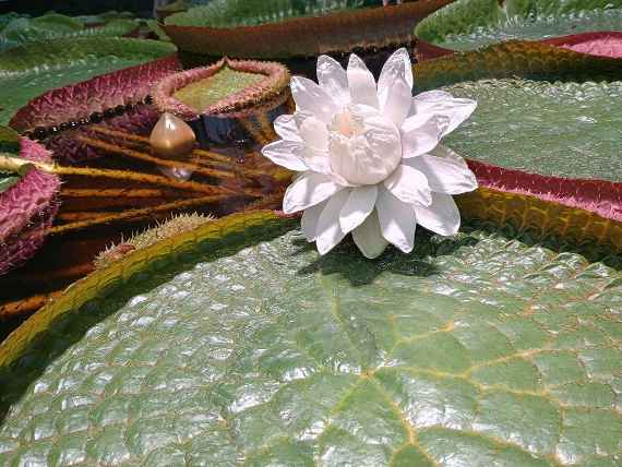 Riesenseerose im neuen Seerosenbecken Riesenseerose im neuen Seerosenbecken
