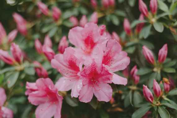 Rosa Azalleenblüte in Großaufnahme