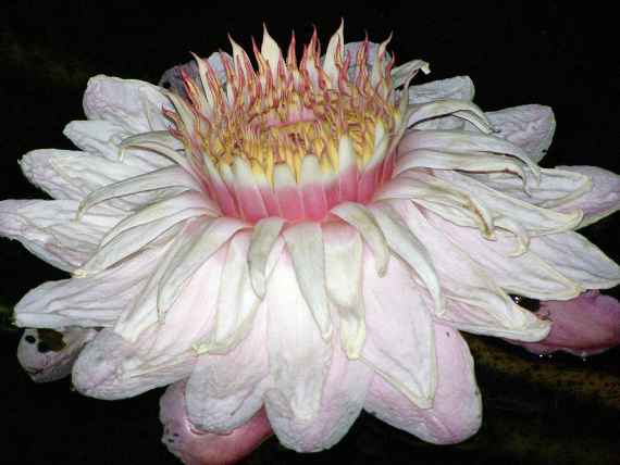 Blüte der Königin im Wasser