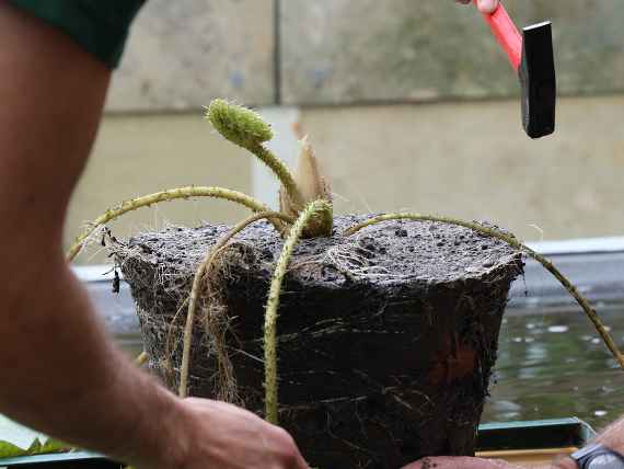 Victroia Amazonica wird eingesetzt. 