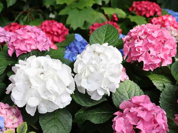 Hortensien im Großen Palmenhaus