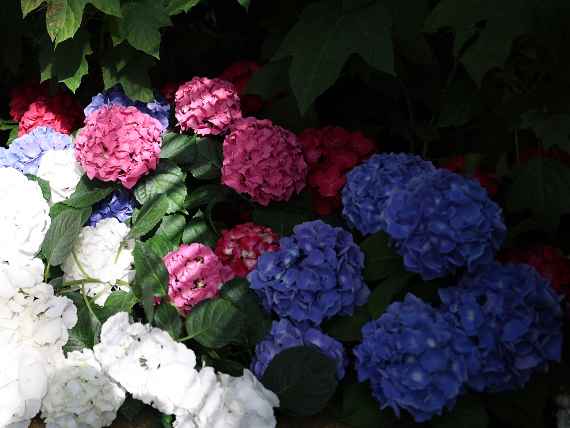 Hortensien im Großen Palmenhaus
